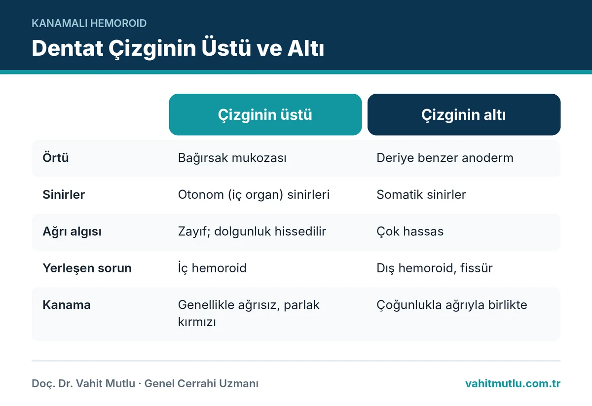 İç hemoroid kanamasının neden ağrısız olduğunu dentat çizginin üstü ve altındaki sinir farkıyla gösteren karşılaştırma